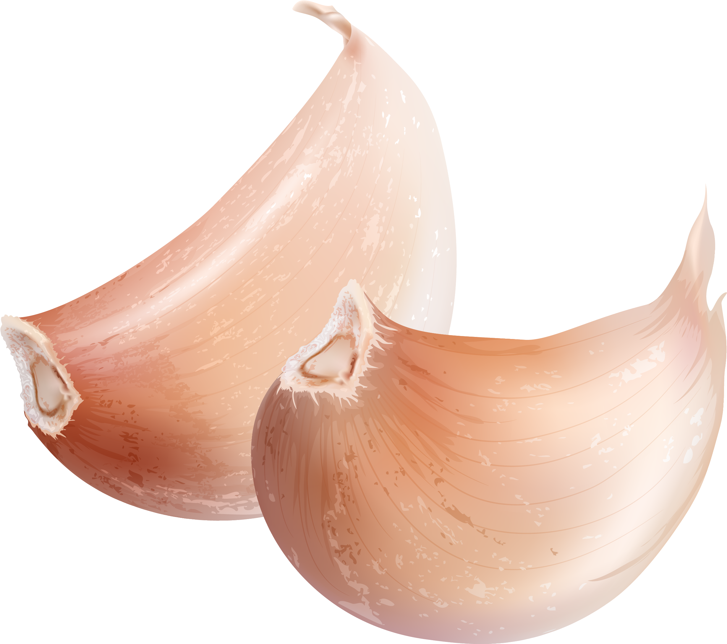 Detail Garlic Transparent Background Nomer 38