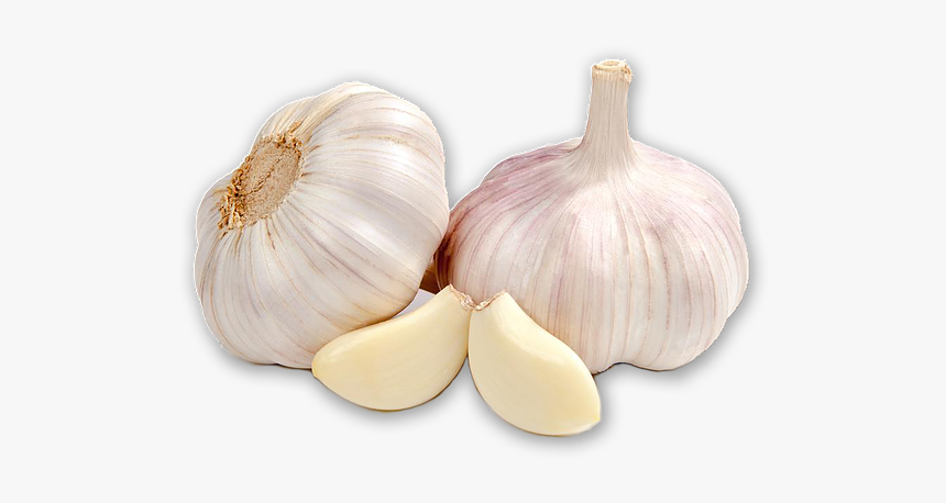 Detail Garlic Transparent Background Nomer 9