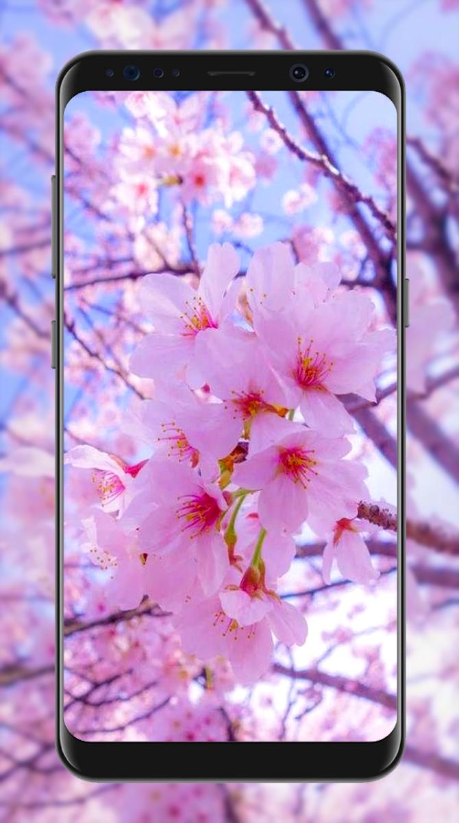 Detail Garskin Bunga Sakura Nomer 19