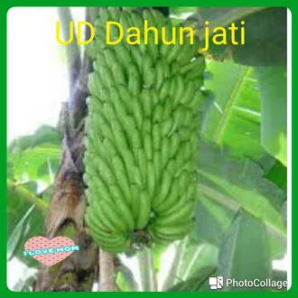 Detail Gedang Ijo Nomer 42