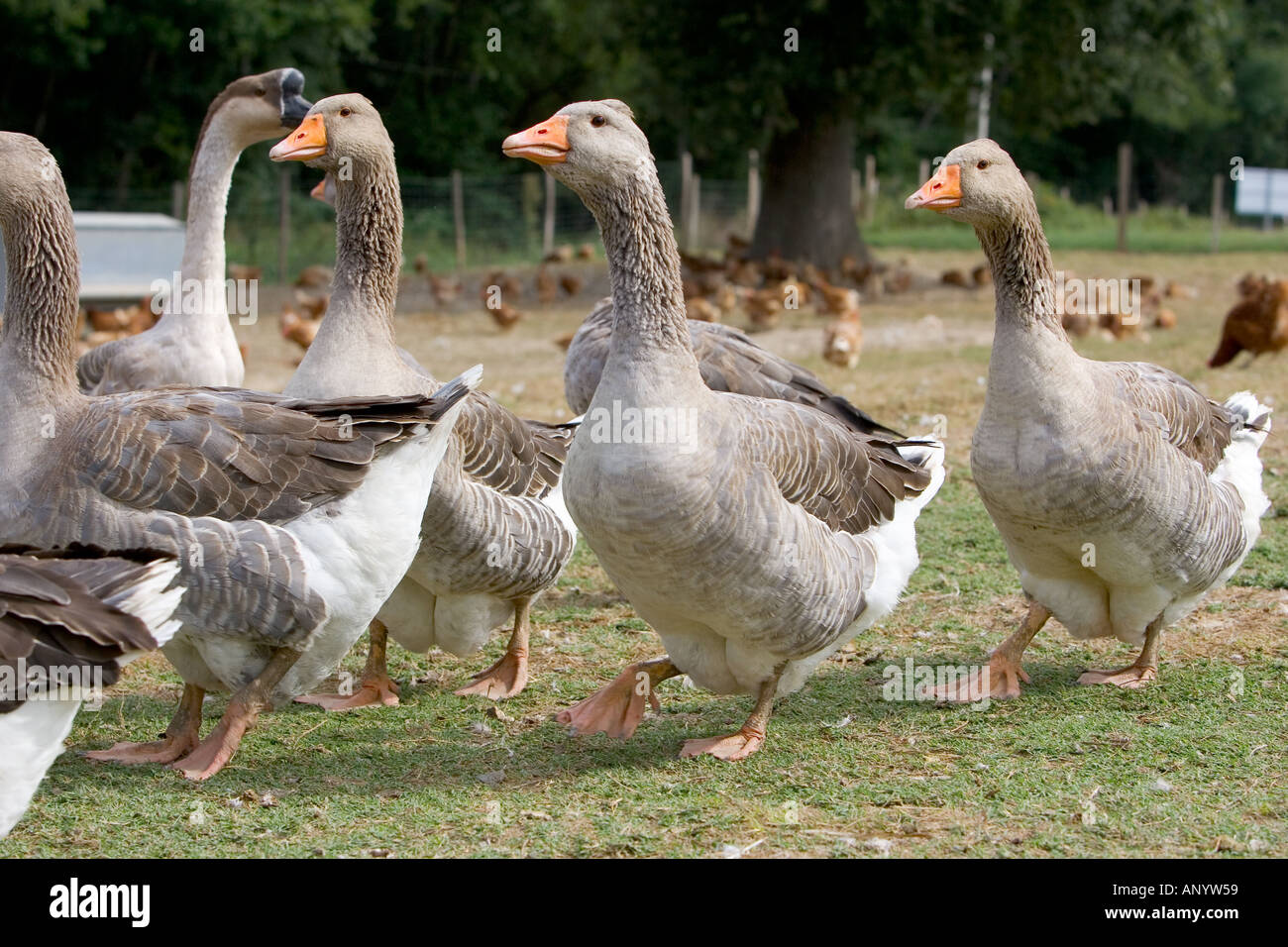 Detail Geese Images Free Nomer 31