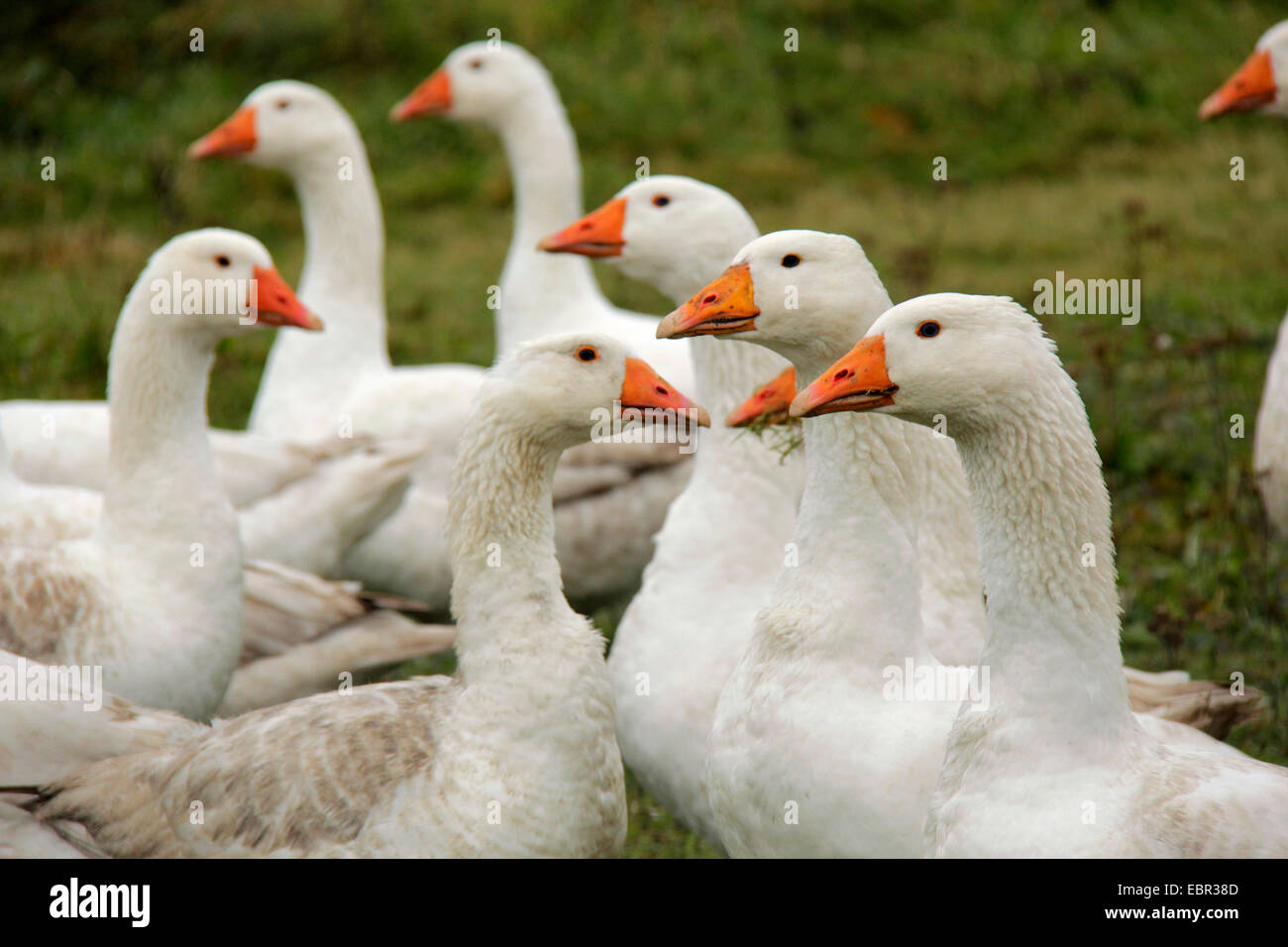 Detail Geese Images Free Nomer 34