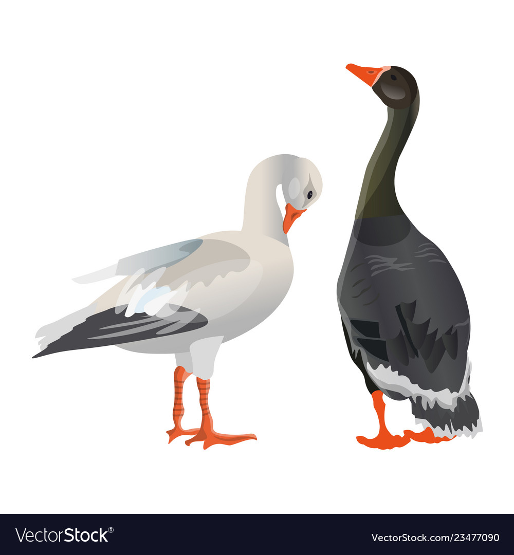 Detail Geese Images Free Nomer 41