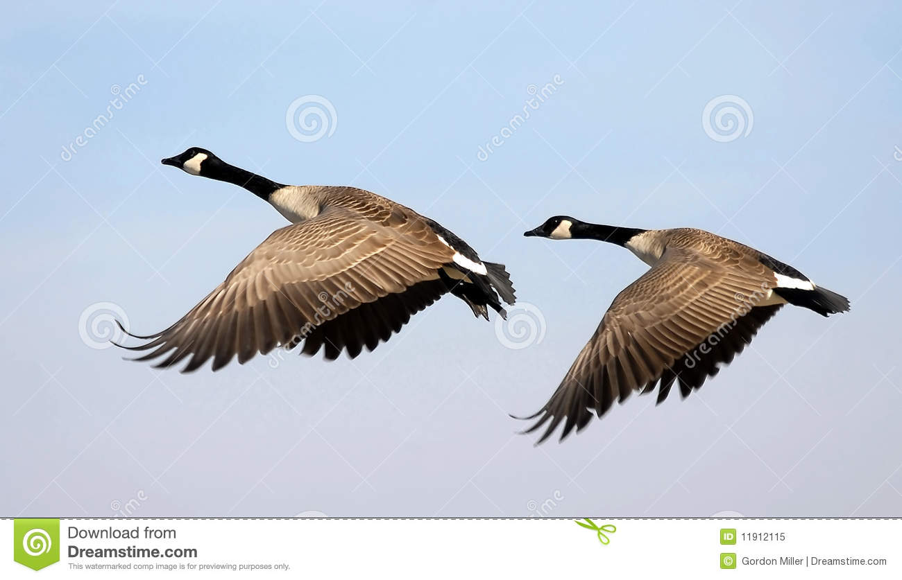 Detail Geese Images Free Nomer 6