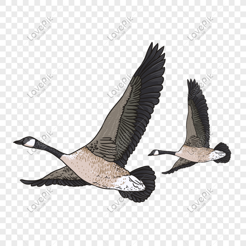 Detail Geese Images Free Nomer 48