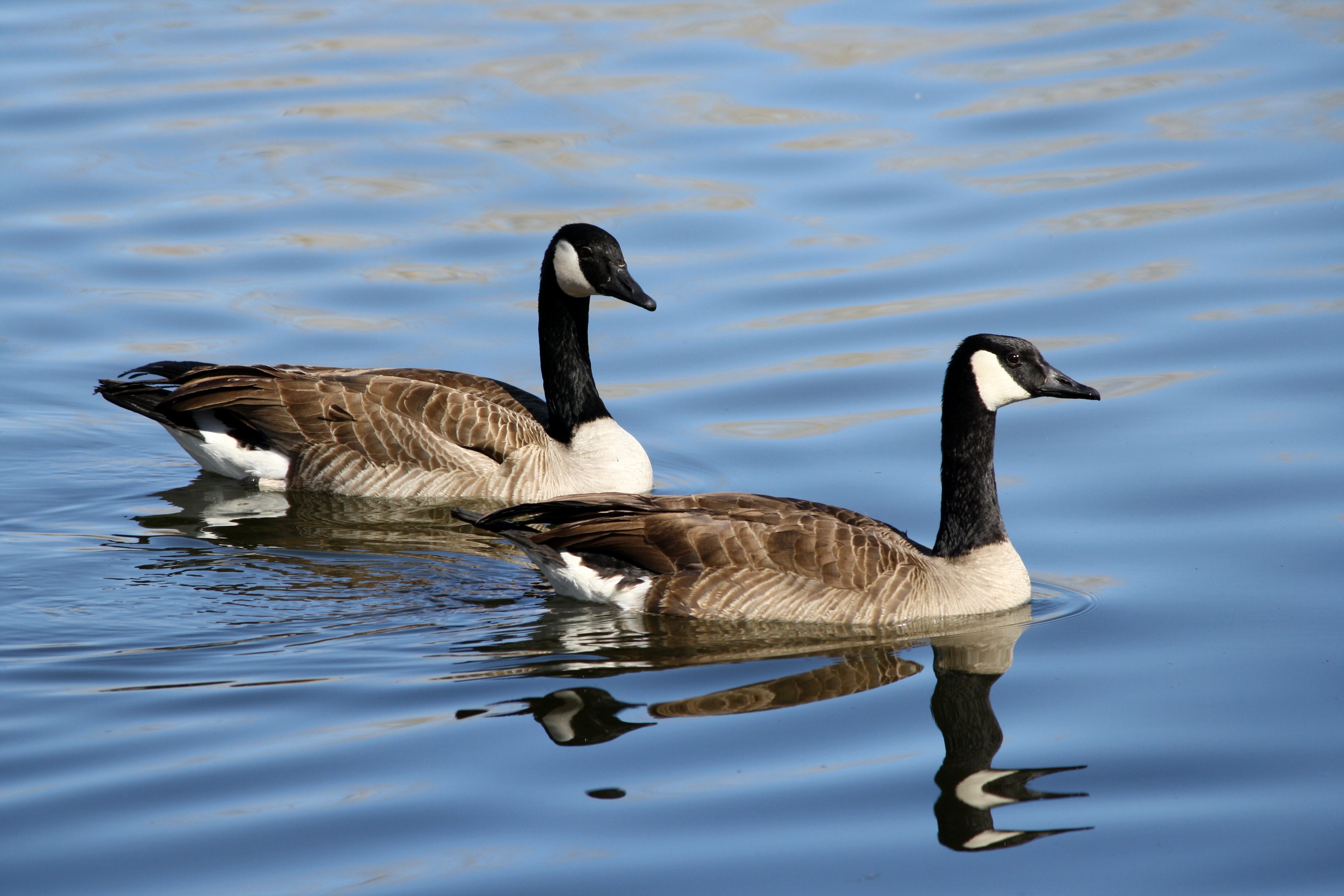 Detail Geese Images Free Nomer 51