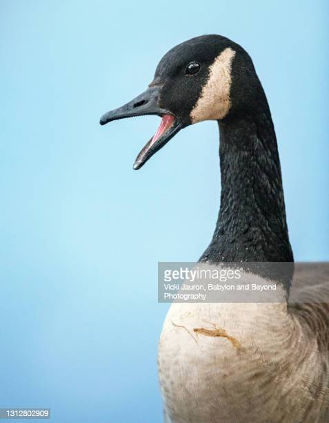 Detail Geese Images Free Nomer 55