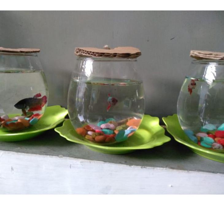 Detail Gelas Aquarium Nomer 7