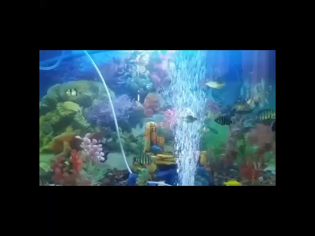 Detail Gelembung Air Aquarium Nomer 19