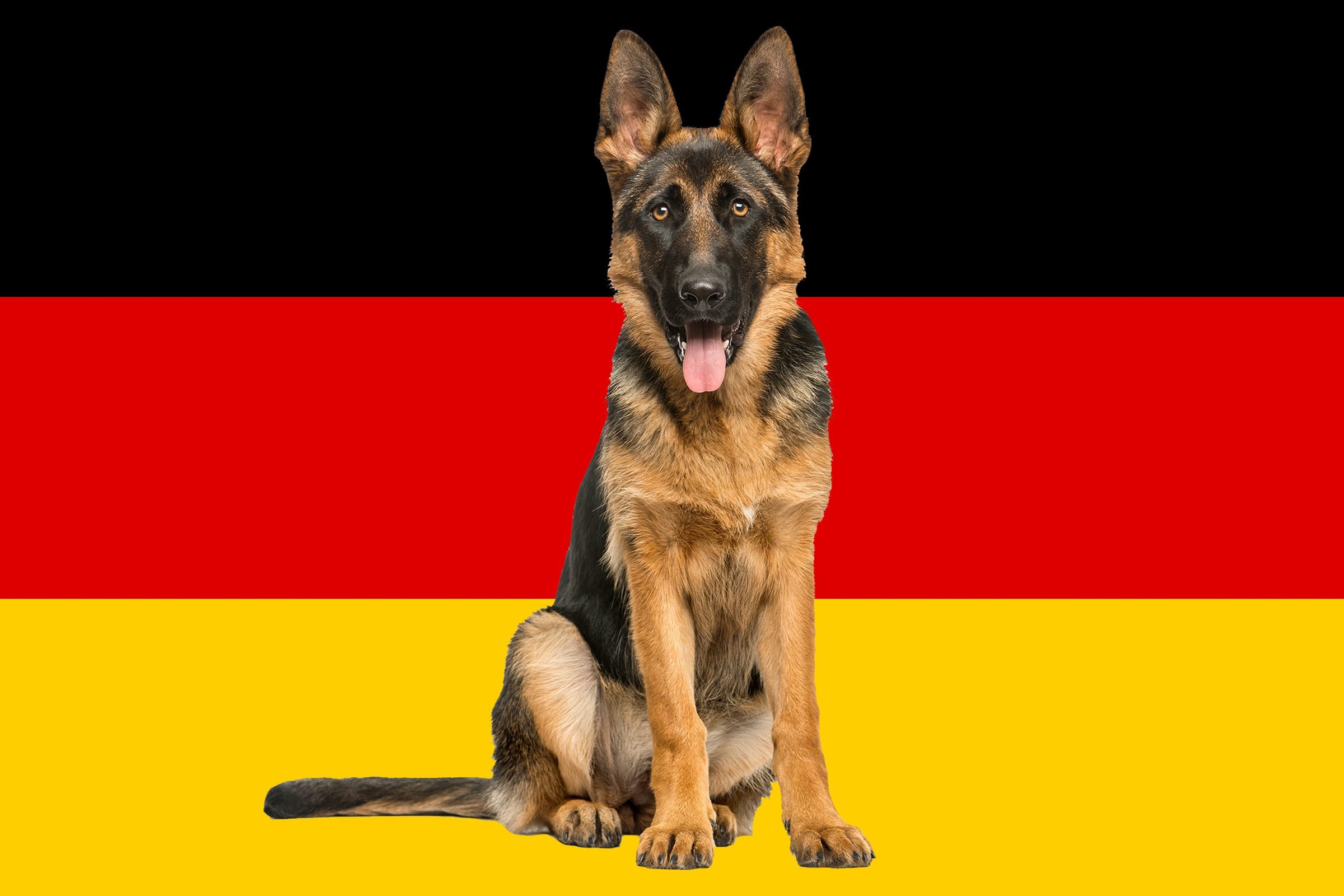 Detail German Dogs Pictures Nomer 19