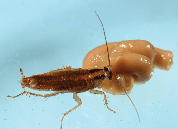 Detail German Roach Killer Kit Nomer 20