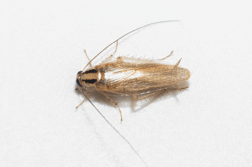 Detail German Roach Killer Kit Nomer 22