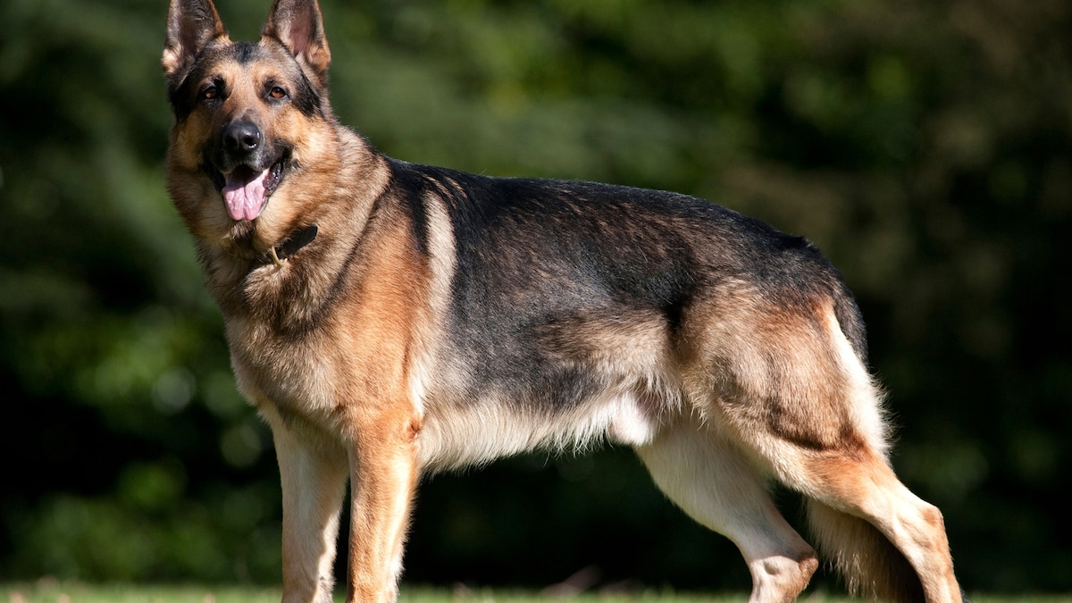 Detail German Shepard Pics Nomer 16