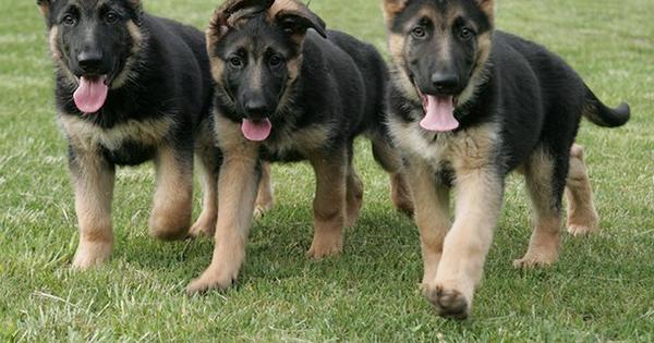 Detail German Shepard Pics Nomer 33