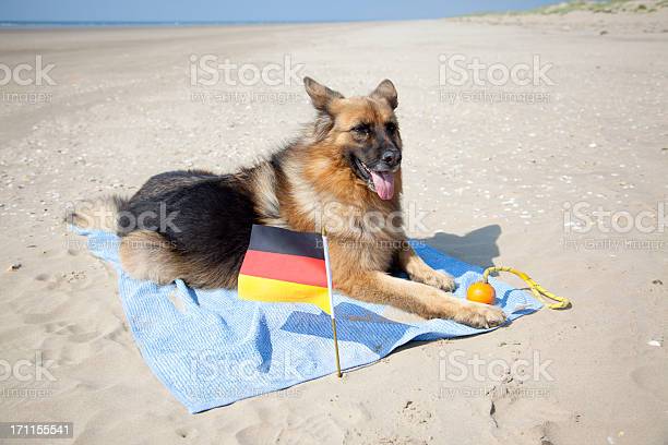 Detail German Shepherd Beach Towel Nomer 33