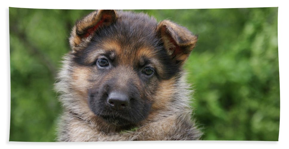 Detail German Shepherd Beach Towel Nomer 58