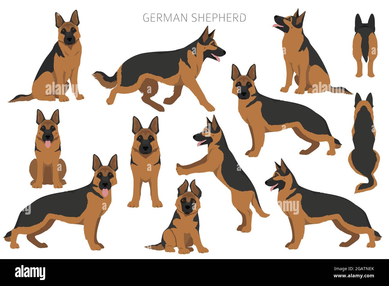Detail German Shepherd Clip Art Nomer 32