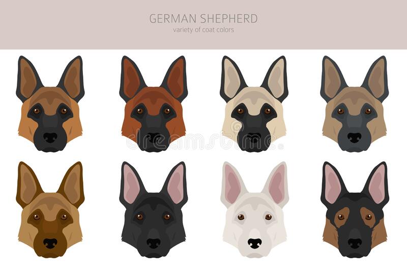 Detail German Shepherd Clip Art Nomer 52
