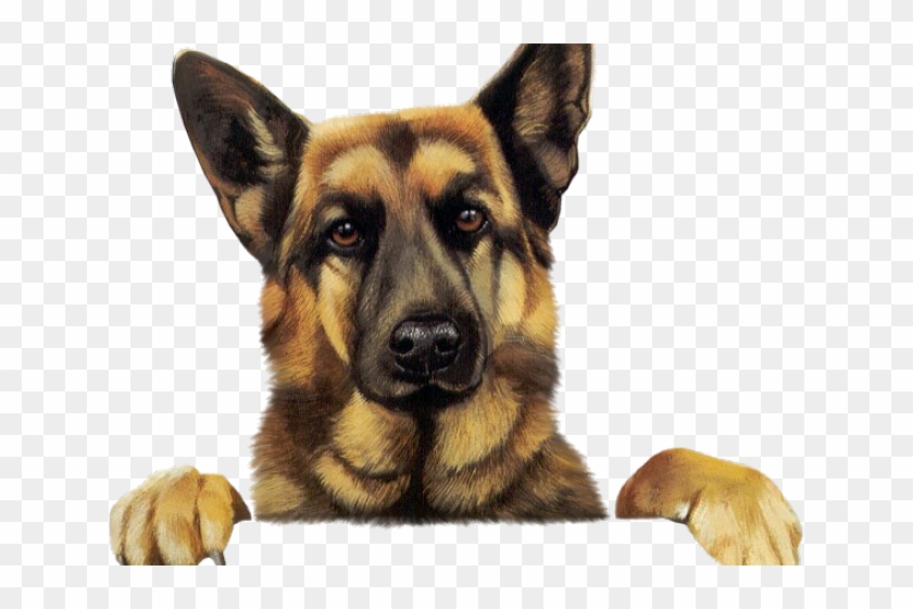 Detail German Shepherd Clipart Free Nomer 9