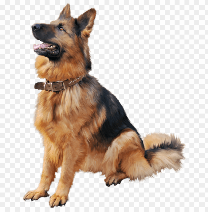 Detail German Shepherd Clipart Free Nomer 20