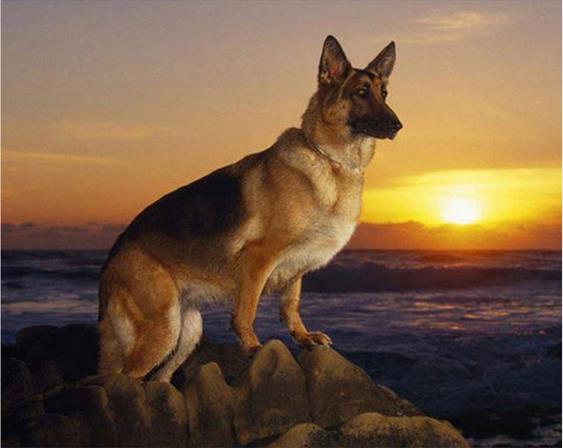 Detail German Shepherd Diamond Painting Nomer 51