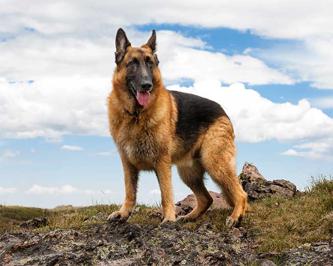 Detail German Shepherd Dog Image Nomer 2