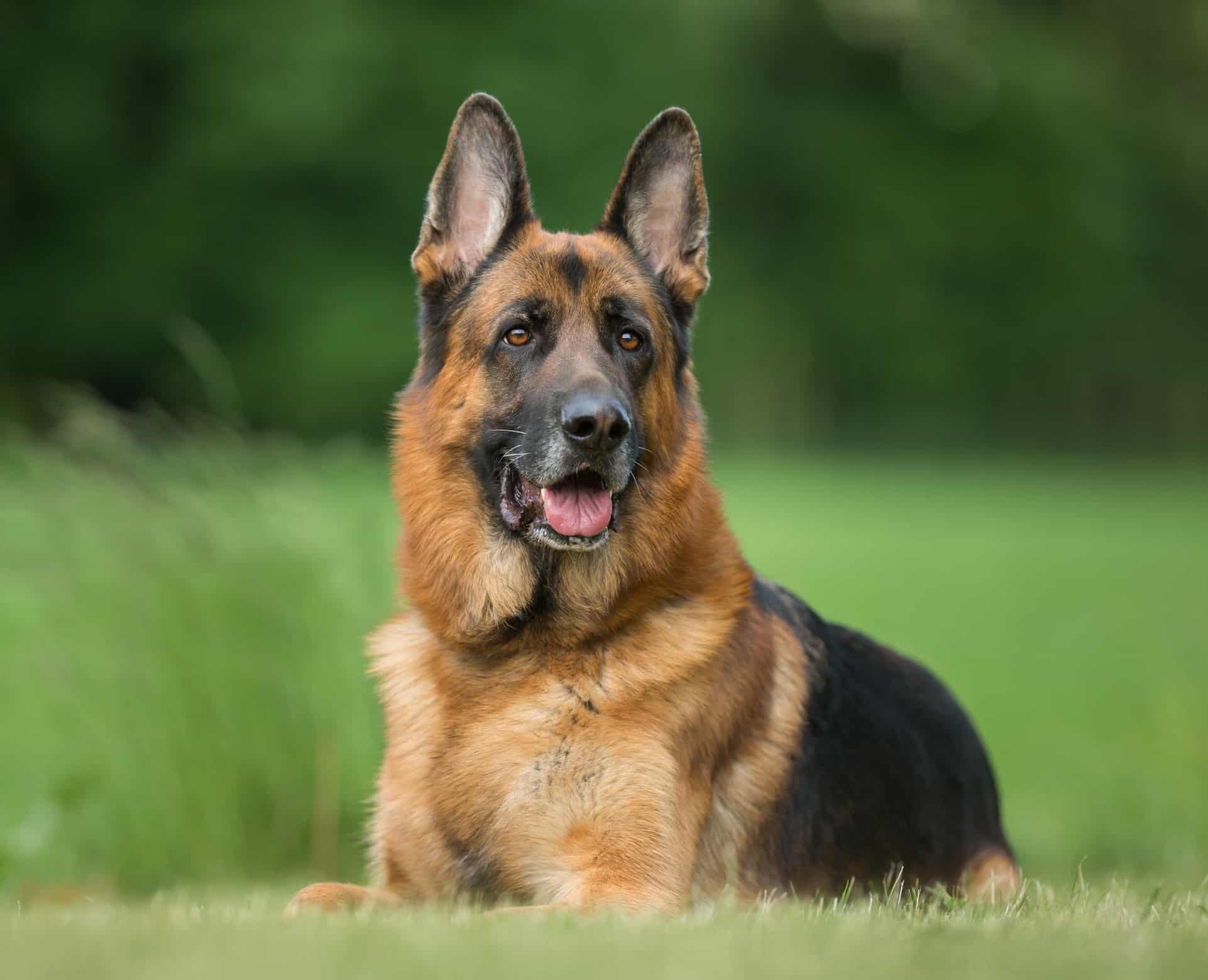 Detail German Shepherd Dog Image Nomer 13