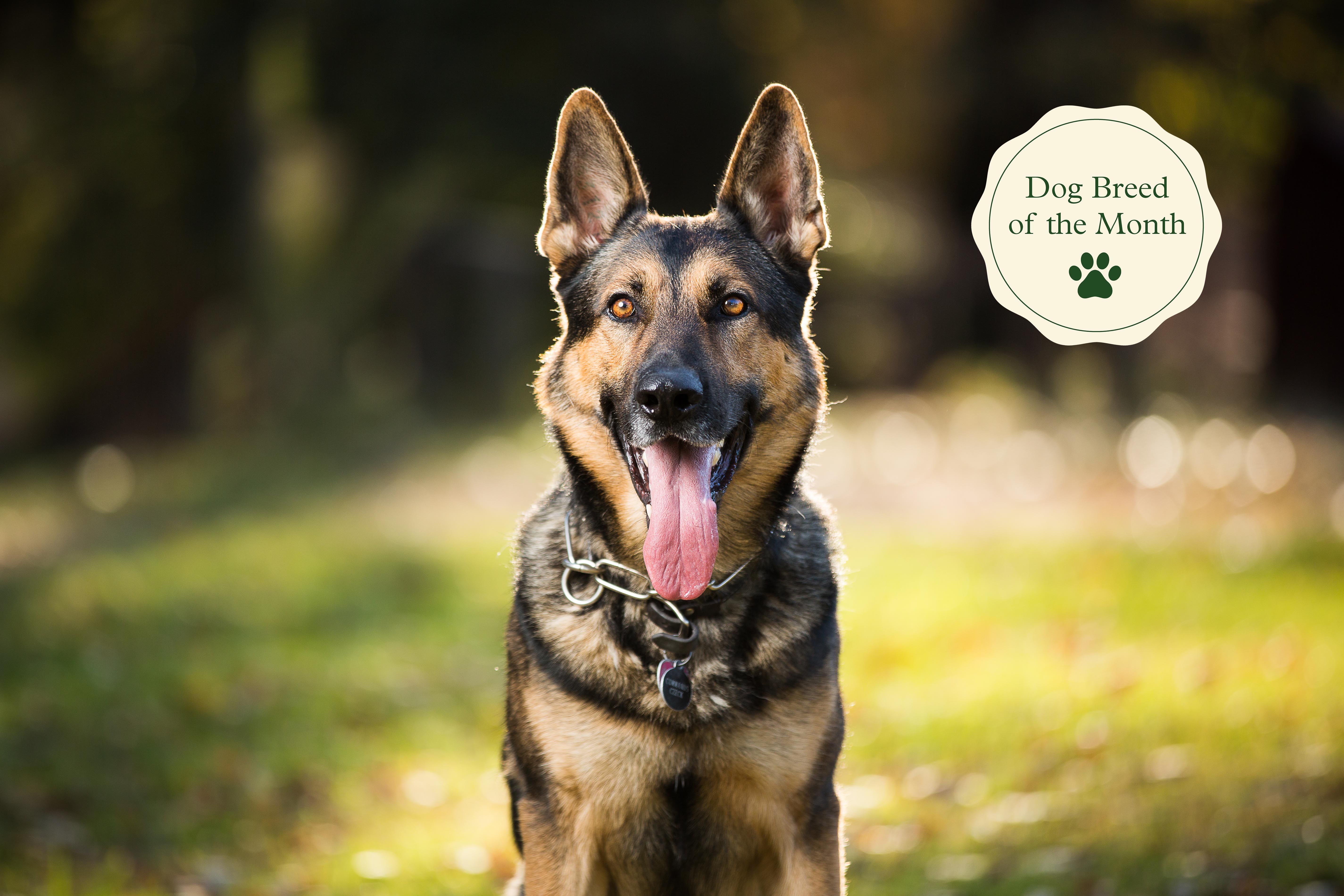 Detail German Shepherd Dog Image Nomer 15