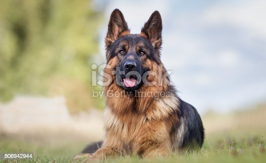 Detail German Shepherd Dog Image Nomer 52