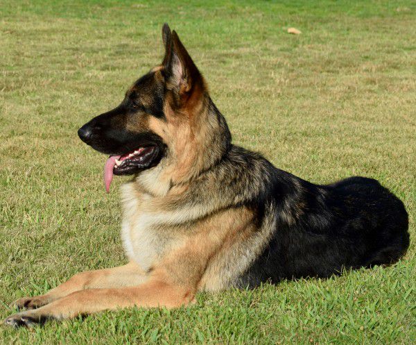 Detail German Shepherd Dog Image Nomer 53