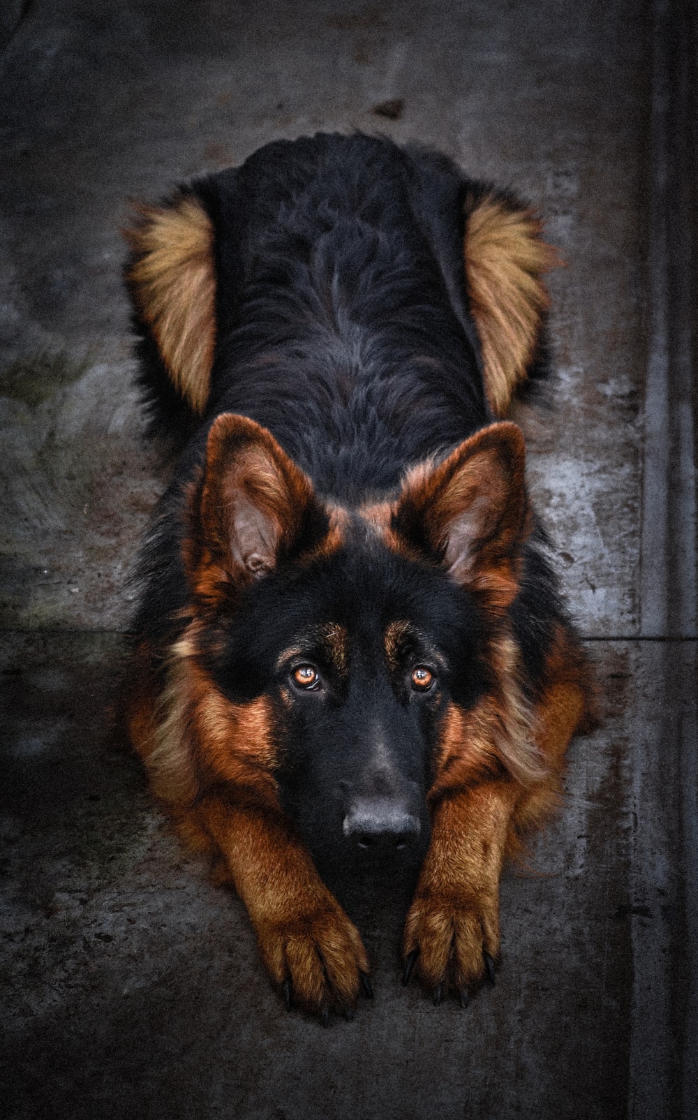 Detail German Shepherd Dog Image Nomer 10