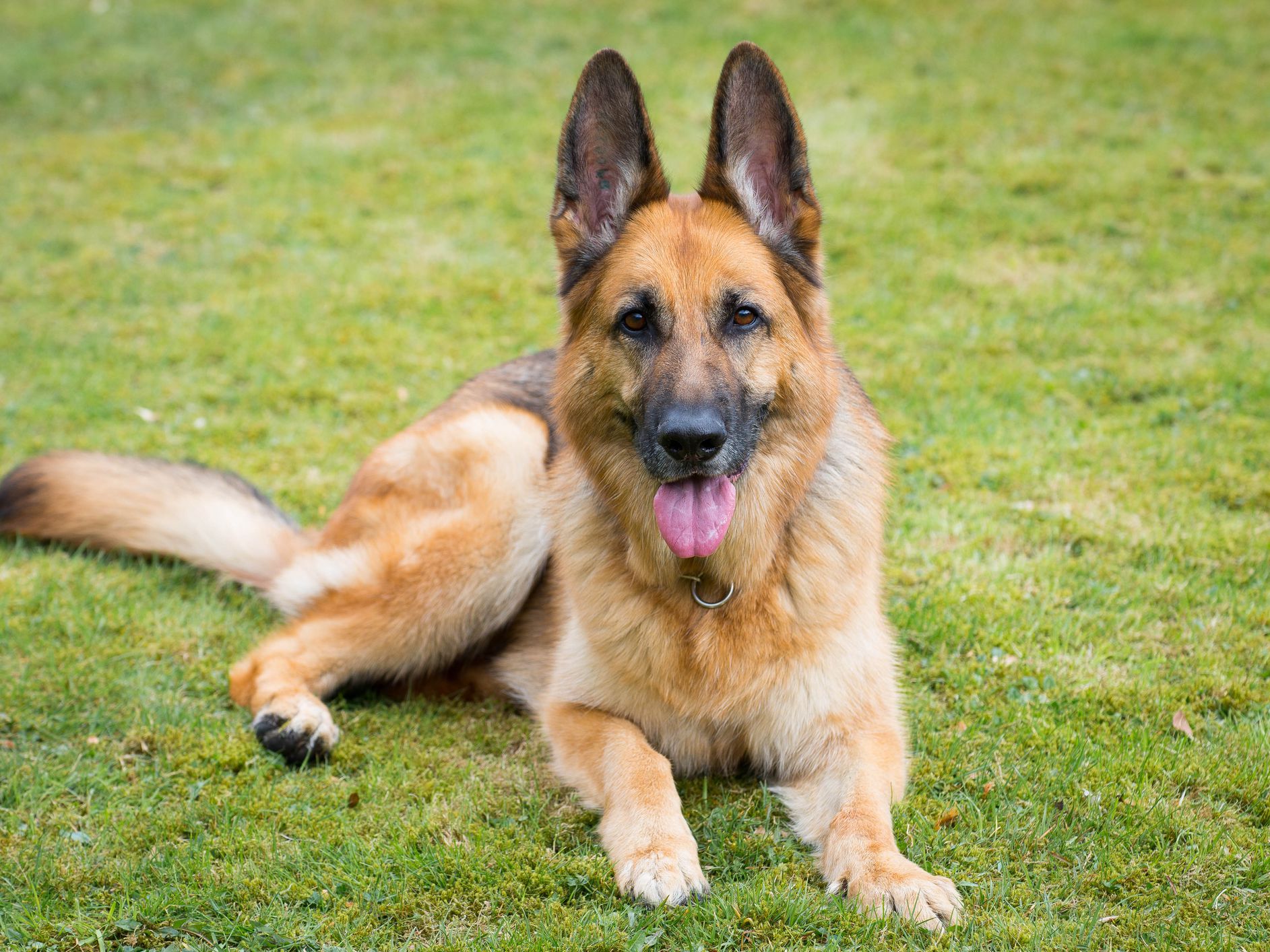 Detail German Shepherd Dog Images Nomer 14