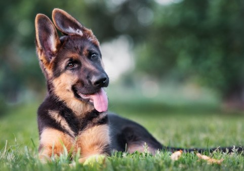 Detail German Shepherd Dog Images Nomer 21