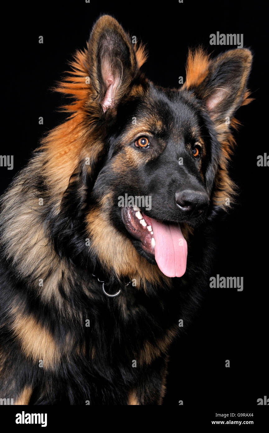 Detail German Shepherd Dog Images Nomer 40