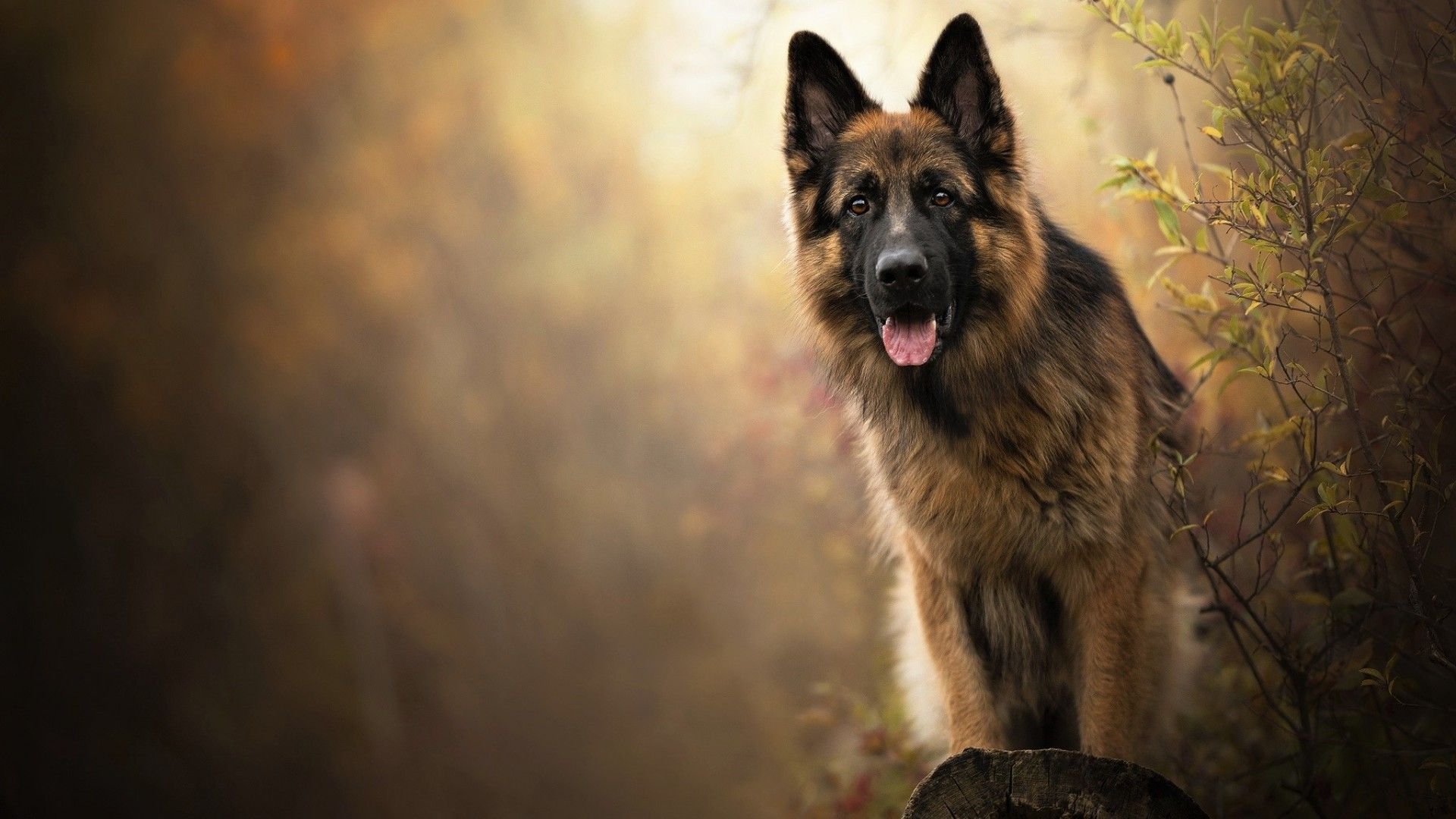 Detail German Shepherd Dog Images Nomer 43