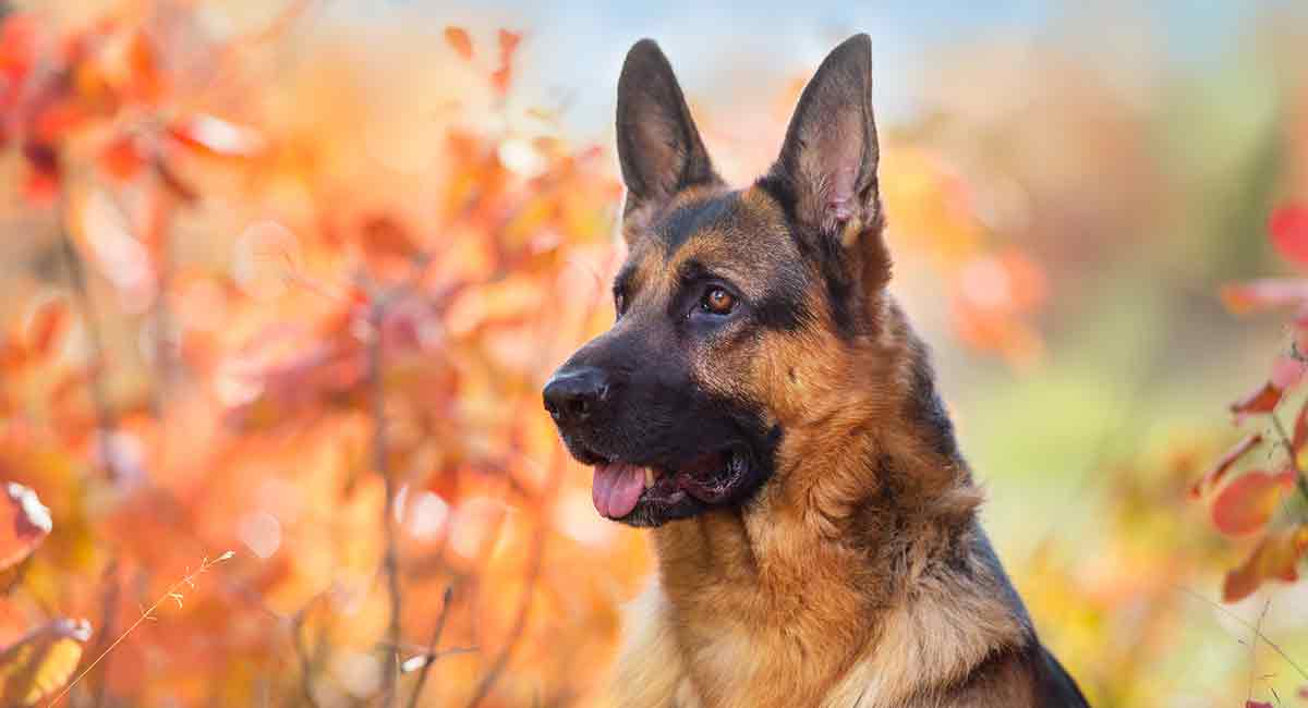 Detail German Shepherd Dog Images Nomer 46