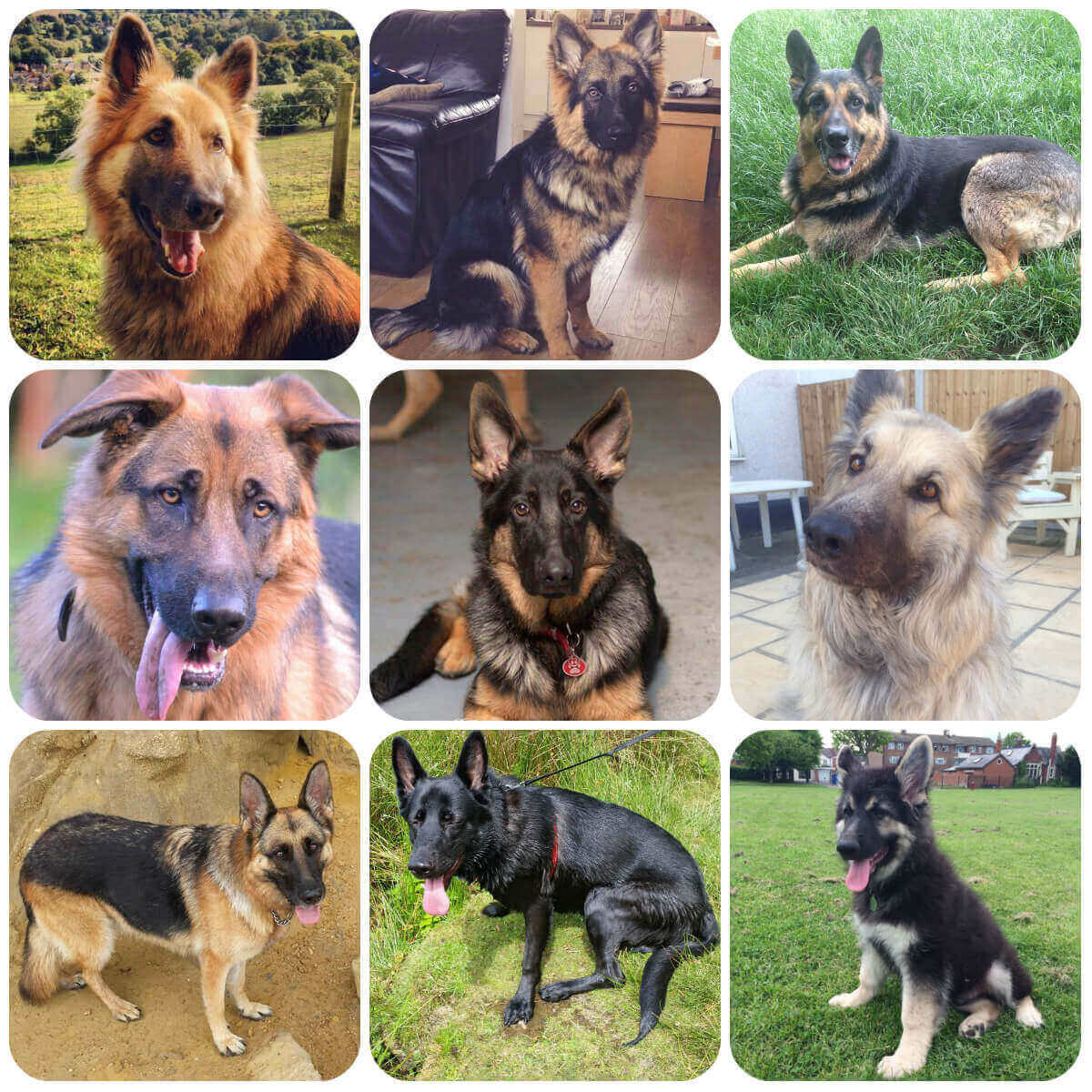 Detail German Shepherd Dog Images Nomer 47