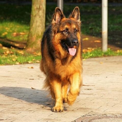 Detail German Shepherd Dog Images Nomer 7