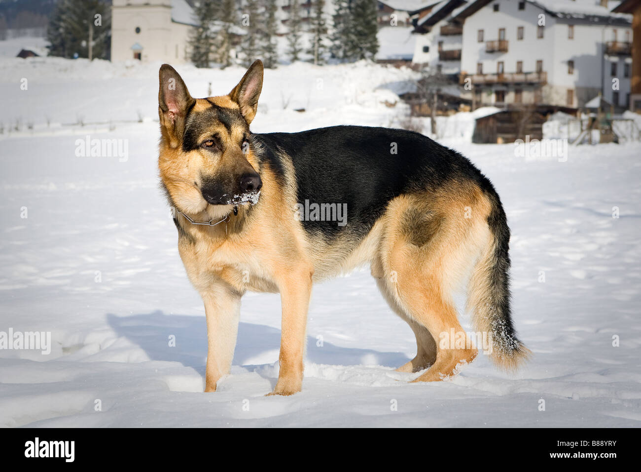 Detail German Shepherd Dog Images Hd Nomer 56