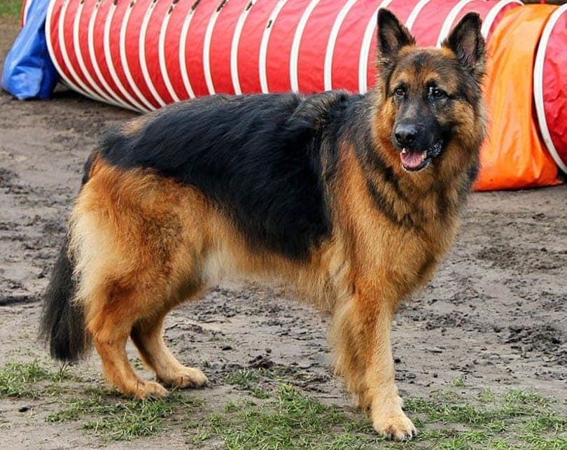 Detail German Shepherd Dog Photo Nomer 11