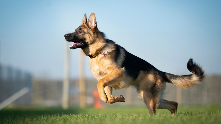 Detail German Shepherd Dog Photo Nomer 23