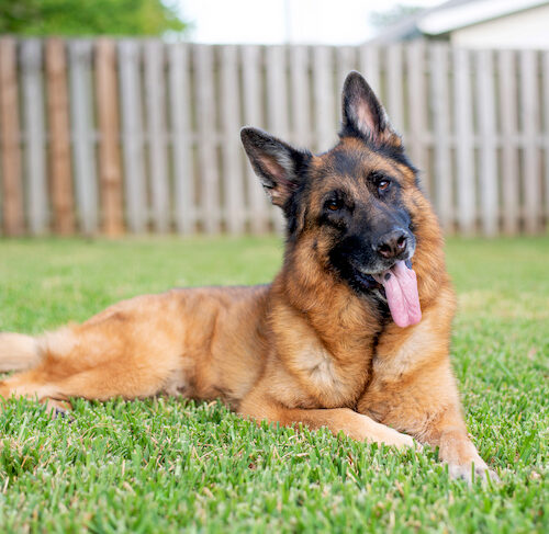 Detail German Shepherd Dog Photo Nomer 4