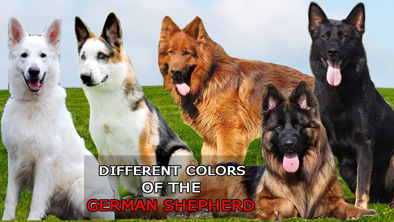 Detail German Shepherd Dog Photo Nomer 41