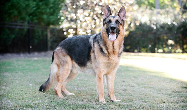 Detail German Shepherd Dog Photo Nomer 50