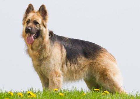 Detail German Shepherd Dog Photo Nomer 55