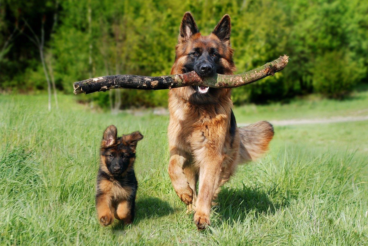 Detail German Shepherd Dog Photo Nomer 8