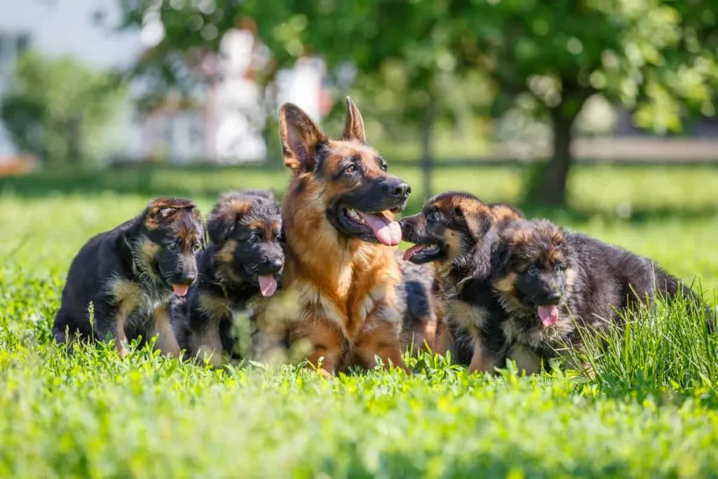 Detail German Shepherd Dog Photos Nomer 38