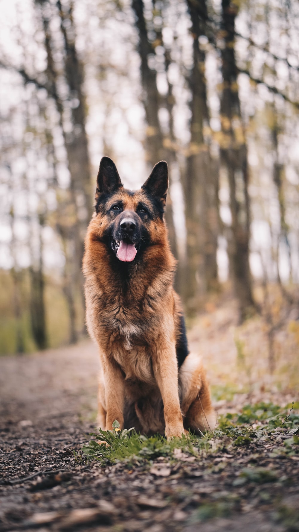 Detail German Shepherd Dog Photos Nomer 56