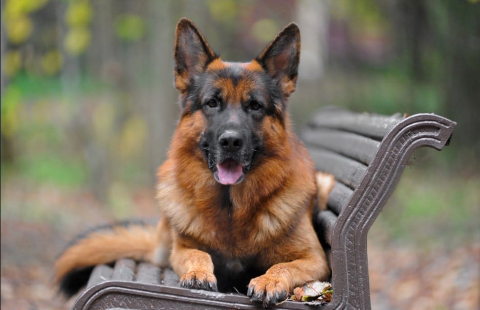 Detail German Shepherd Dogs Images Nomer 29