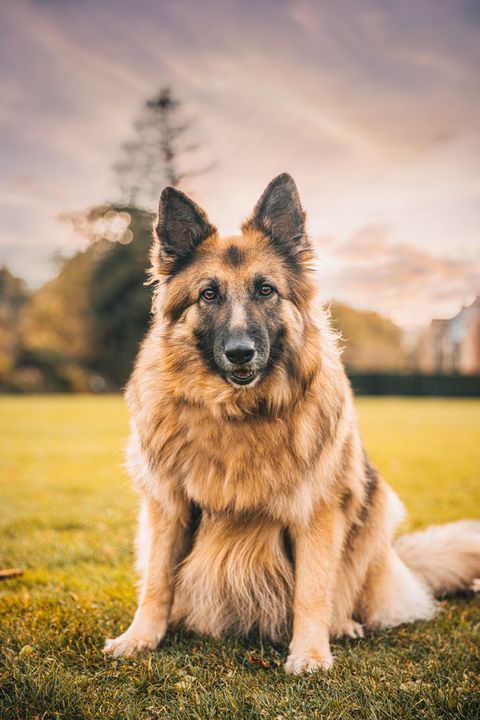 Detail German Shepherd Dogs Images Nomer 42